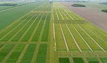 Grass, the great regenerator, comes in many astounding new varieties